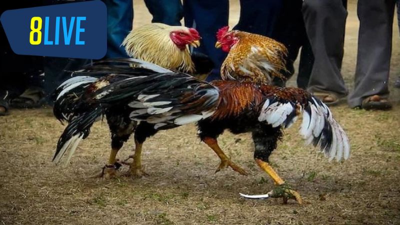 Tính Chất Và Chiến Lược Trong Đấu Trường Gà Cựa Dao